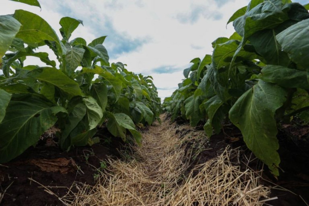 Comissão debate cadeia produtiva do tabaco no Brasil